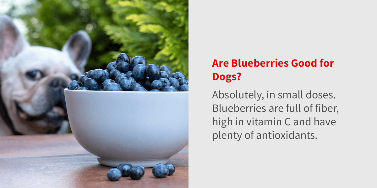 The Benefits of Blueberries for Dogs Shop LP