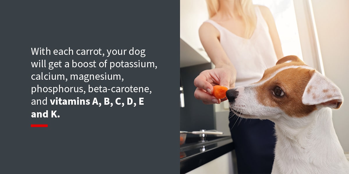 The Benefits of Carrots for Dogs - Shop LP