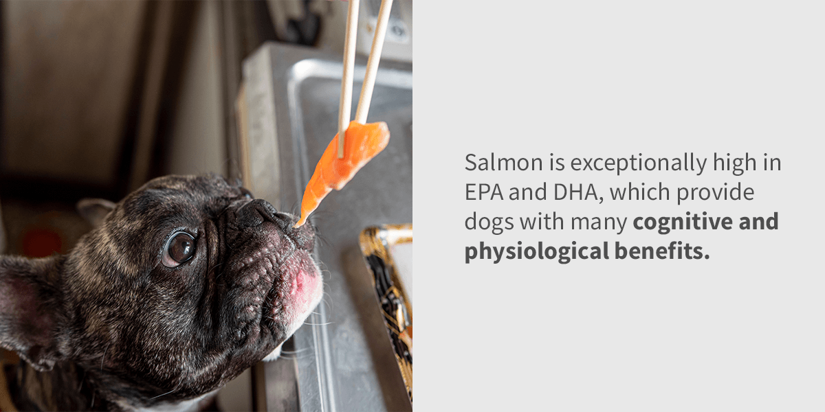 Salmon benefits for outlet dogs