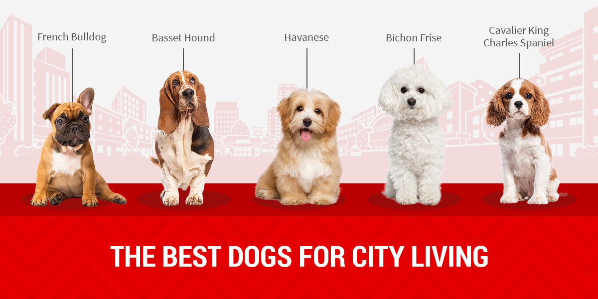 The Best Dogs for City Living