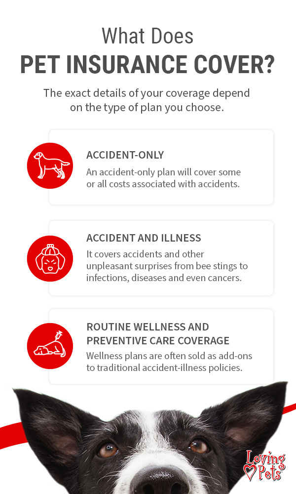 What Does Pet Insurance Cover?