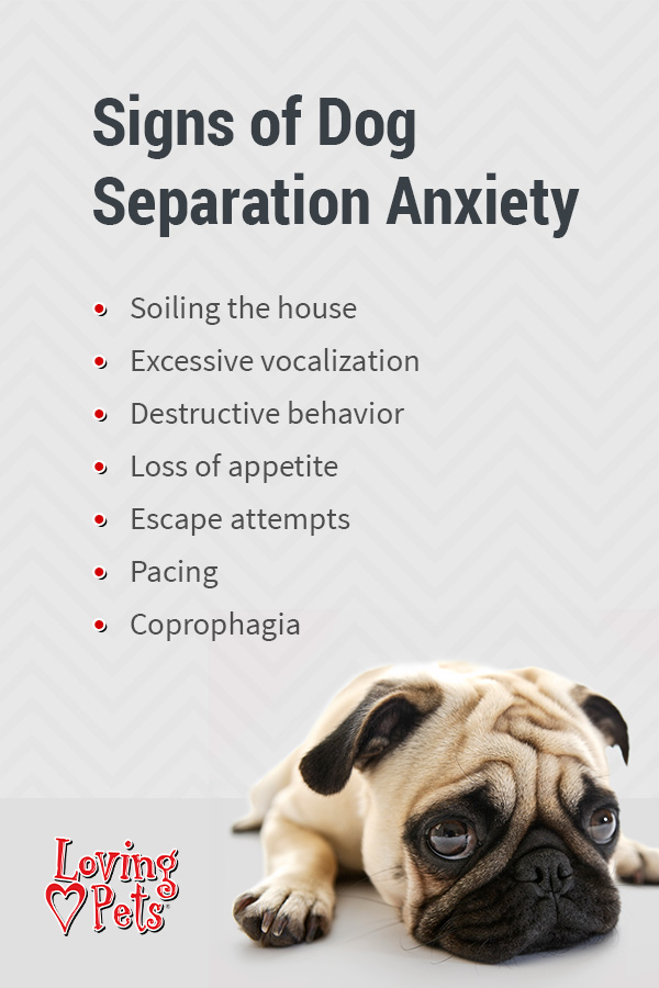 Symptoms of Separation Anxiety In Dogs - Venngage
