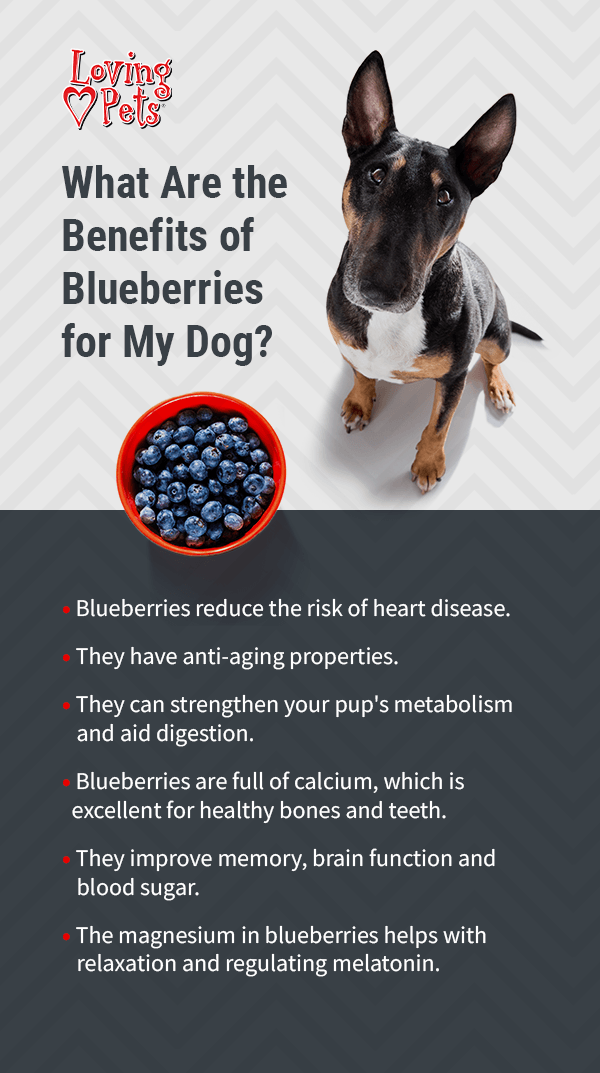 Blueberries good for on sale dogs