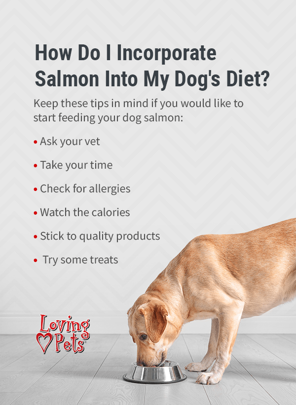 The Benefits of Salmon for Dogs Shop LP