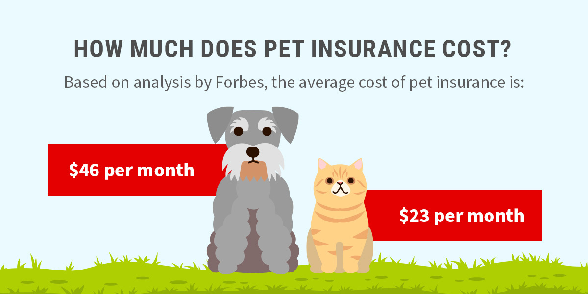 How Much Does Pet Insurance Cost? 
