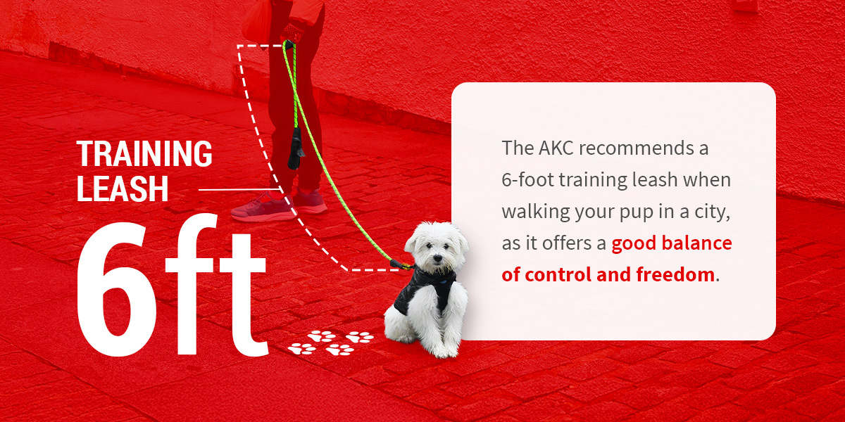 Implement Best Leash Training Practices